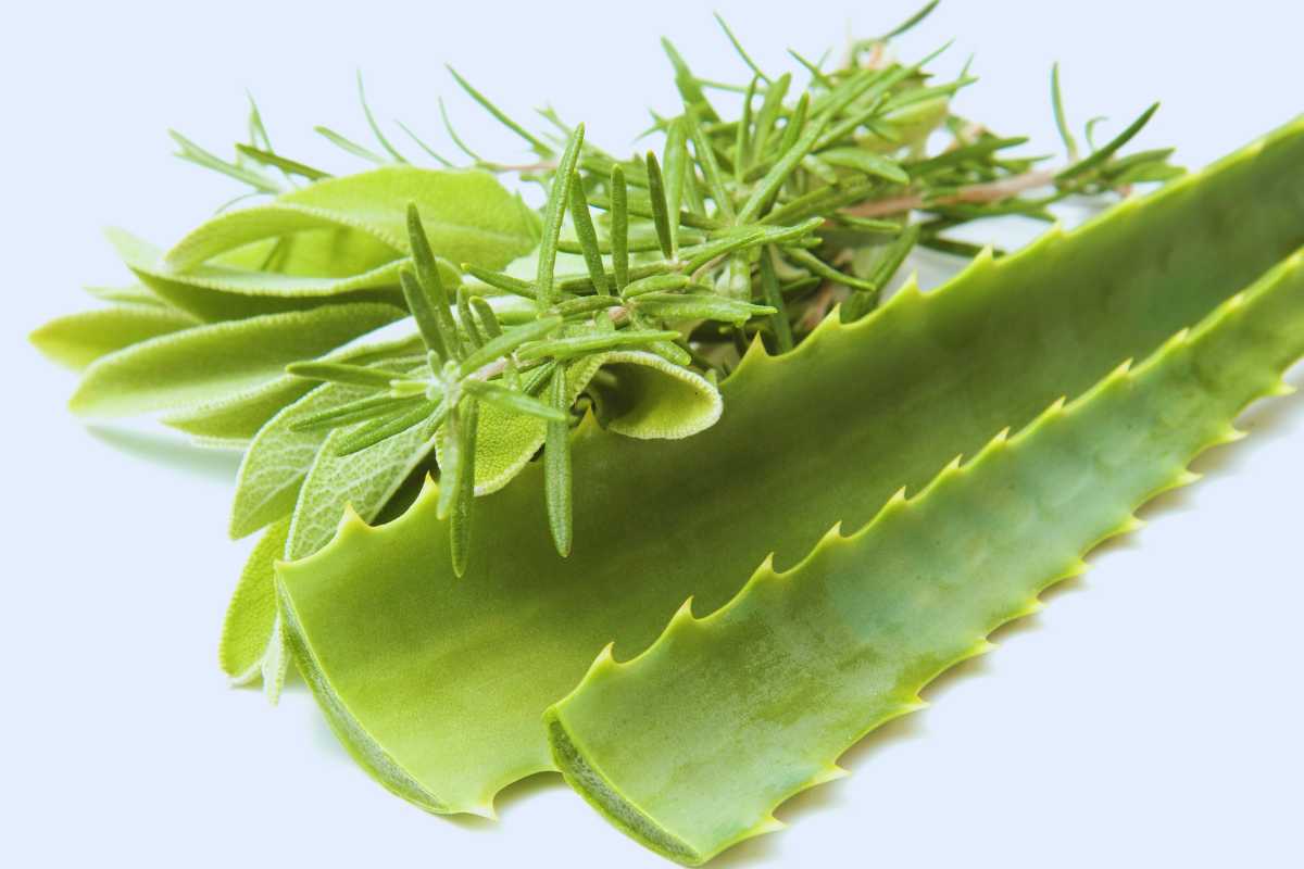 aloe e rosmarino per la cura dei capelli